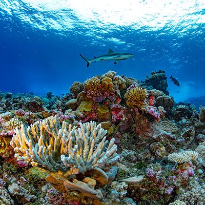 Ailinginae Atoll - Ailinginae Atoll in the Marshall Islands. Photo credit: Greg Asner